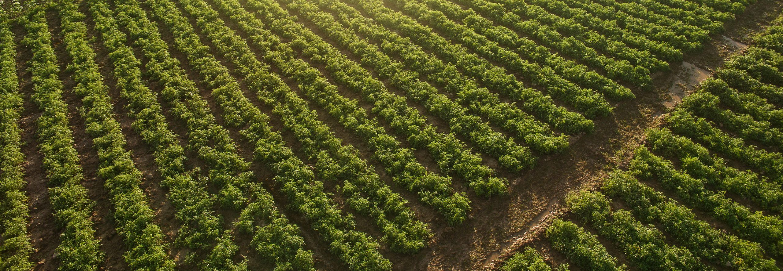 Ingredientes utilizados en nuestros productos
